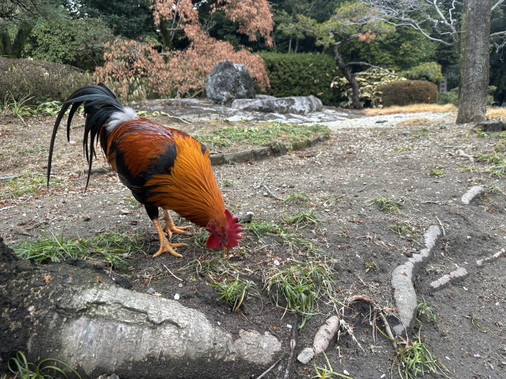 厄払いの画像