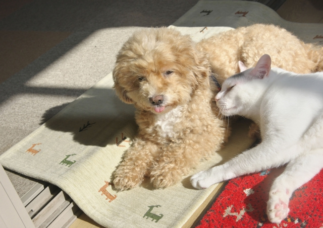 ペットと一緒に引っ越し！快適に暮らすためのポイントの画像