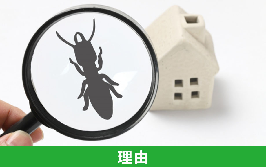 一戸建てに虫が多い理由