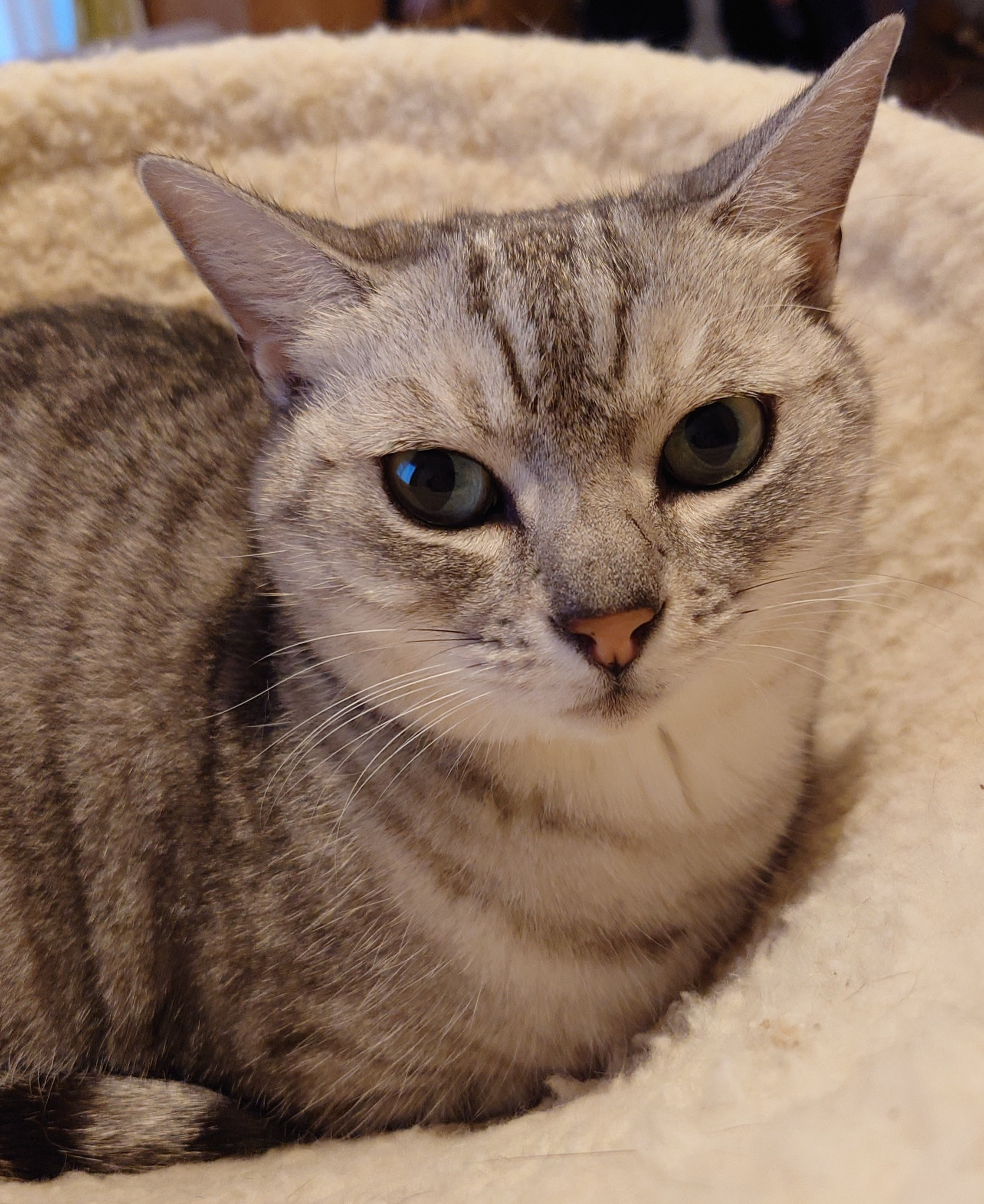 猫の日2025の画像