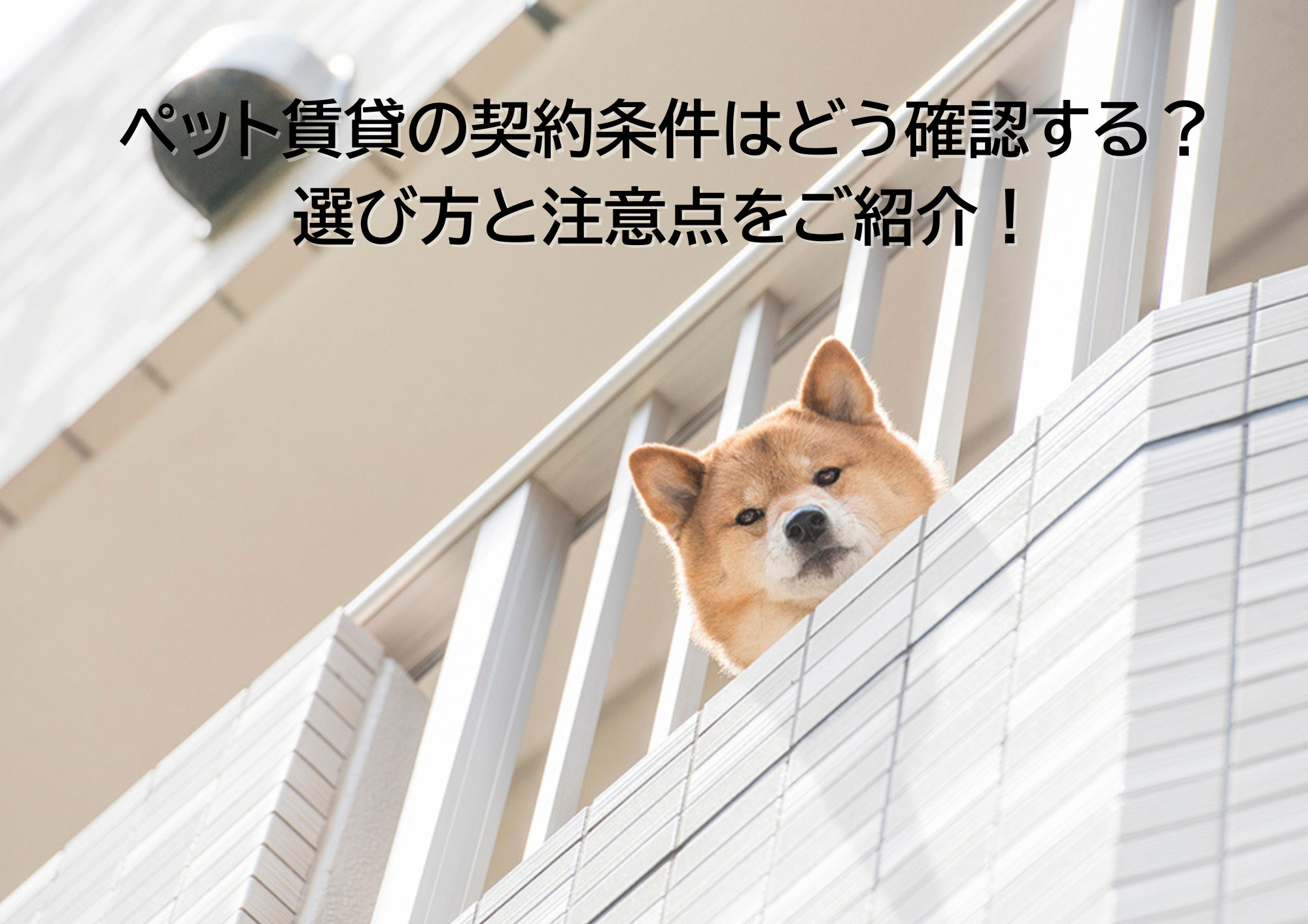 ペット賃貸の契約条件はどう確認する？選び方と注意点をご紹介の画像