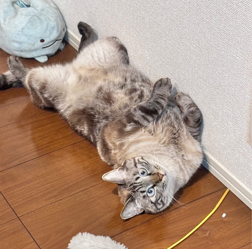 2月22にちはネコの日の画像