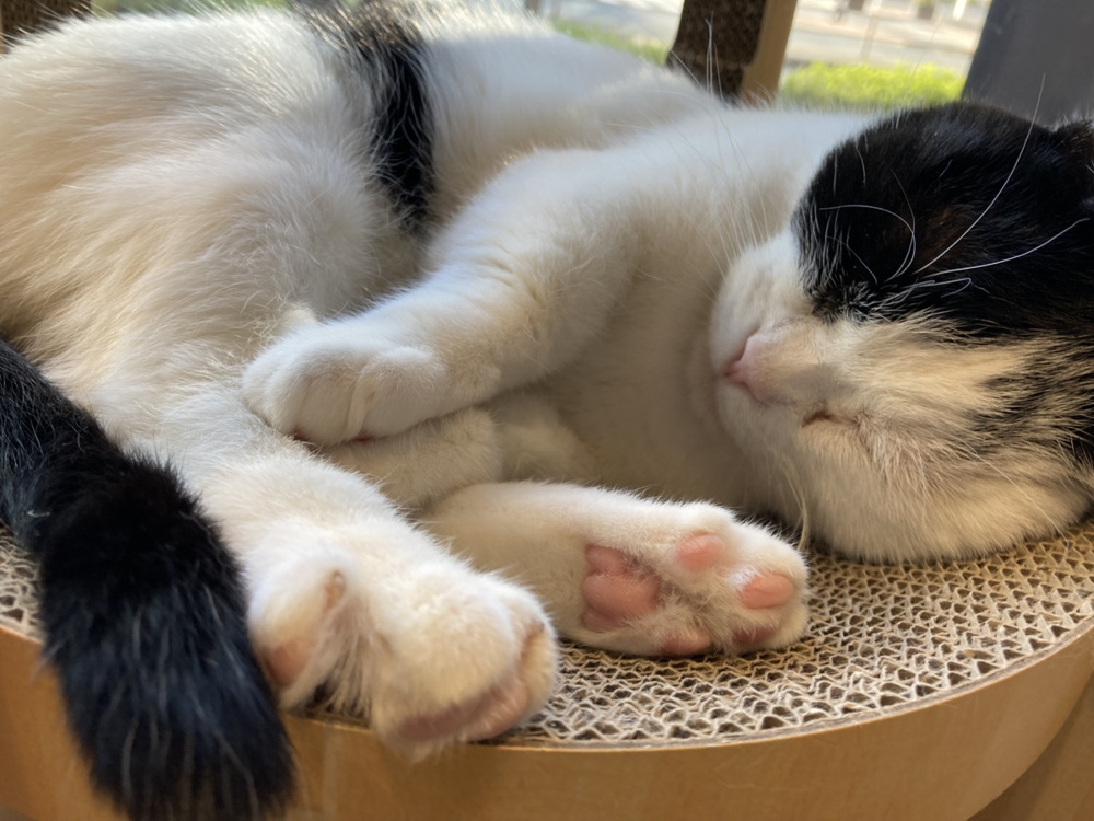 猫の空間にお邪魔しました！の画像