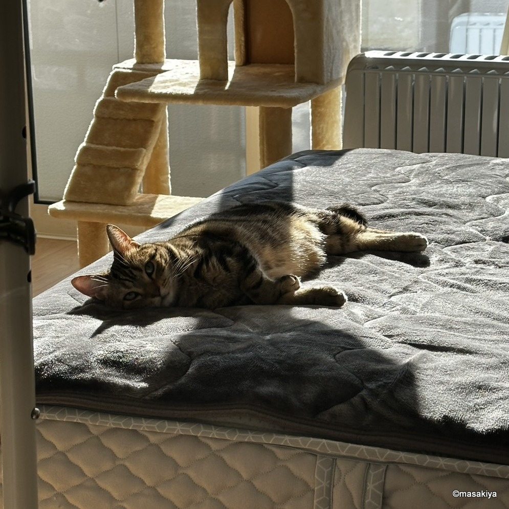 昨日はネコの日の画像