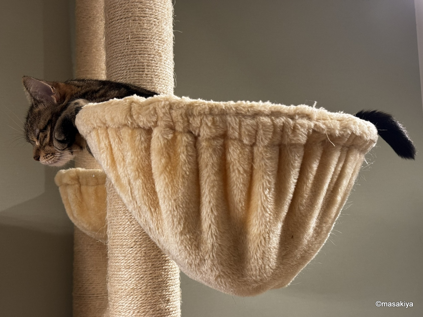 ネコアレルギーの画像