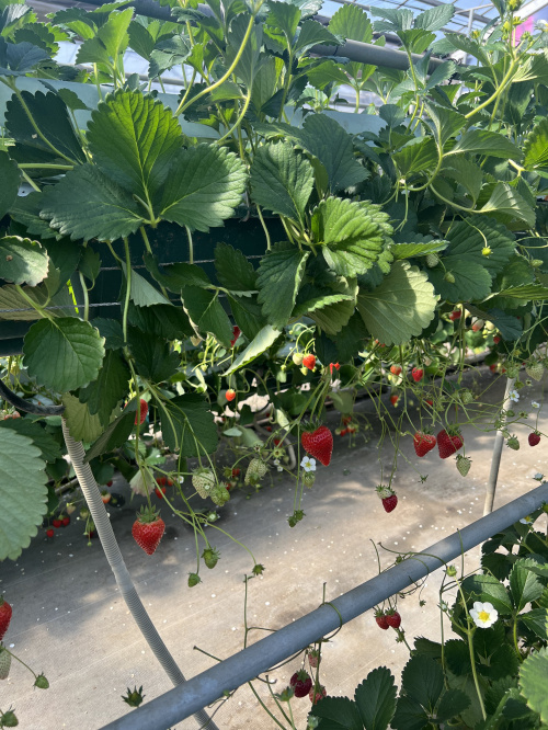 いちご狩り♪の画像