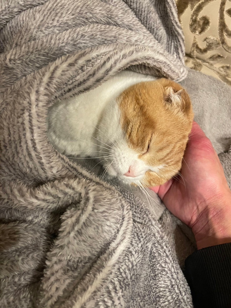 まんまるまめちゃん～お布団を添えて～の画像