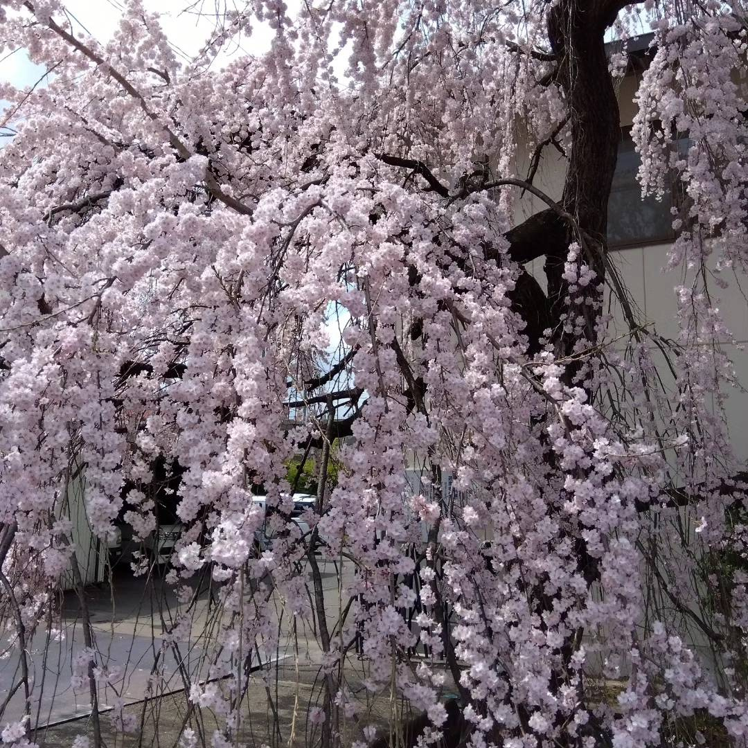 上田市エリア情報の画像