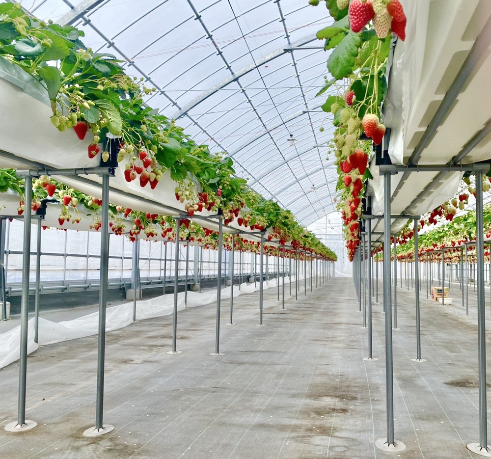 いちご狩りの画像