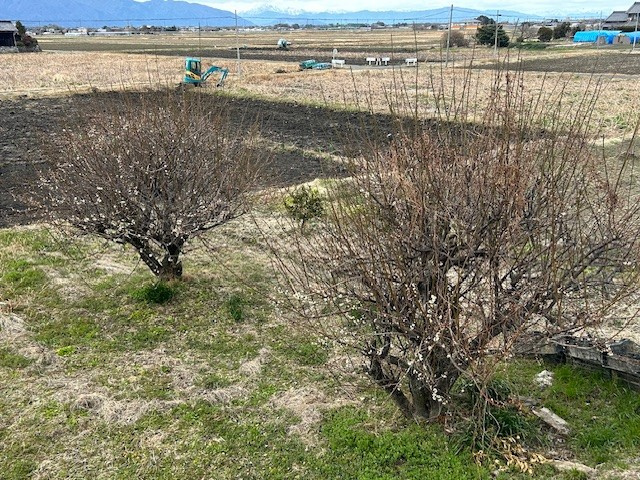 【愛西市不動産売却】春の画像