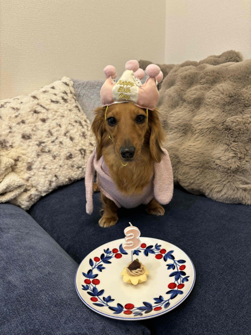 今月の田中のわんこの画像