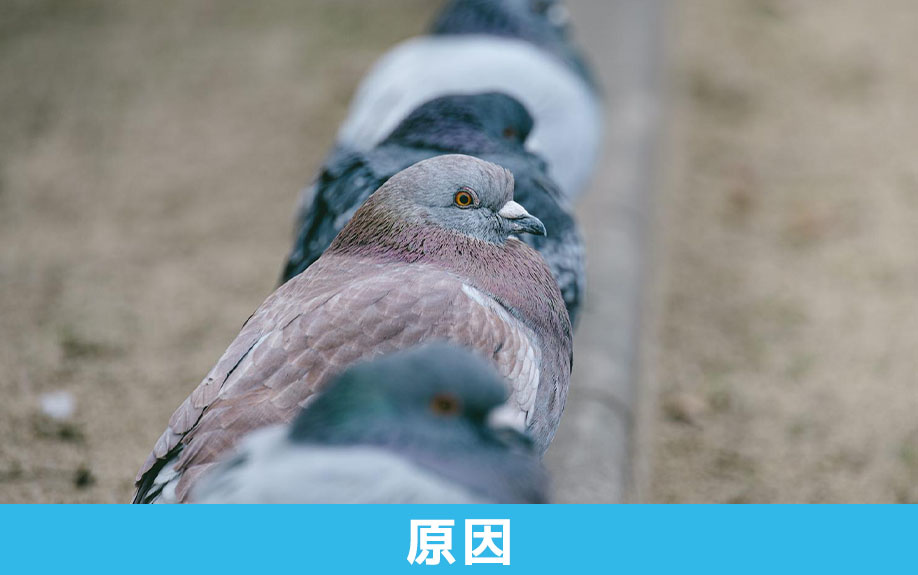 賃貸物件のベランダの汚れの原因について