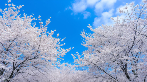 立川市の桜はいつが見頃？開花時期を解説 立川市のおすすめスポットをご紹介の画像
