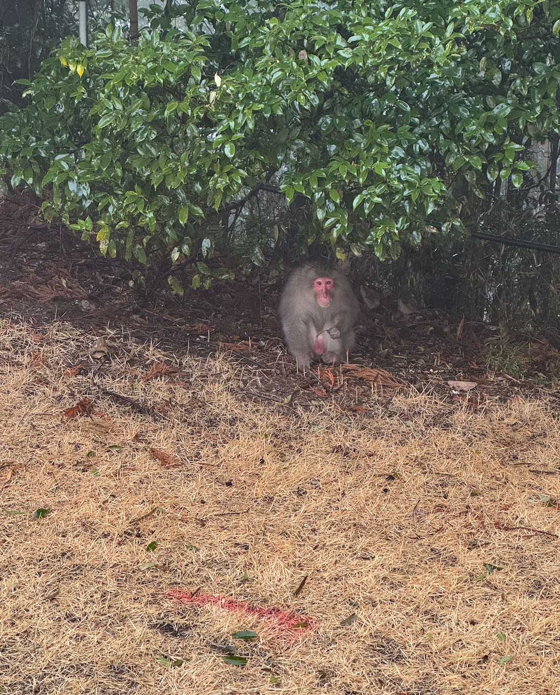 猿の雨宿りの画像
