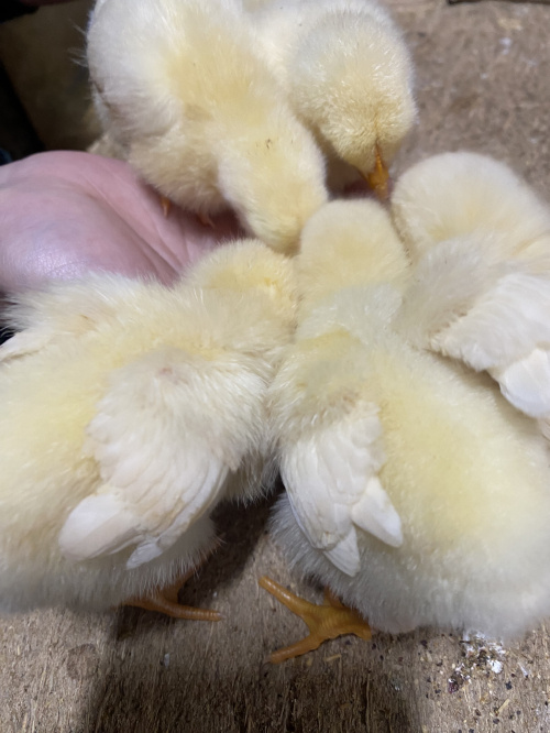 建売住宅の維持費とは?ポイントをご紹介の画像