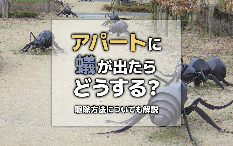 アパートに蟻が出たらどうする？駆除方法についても解説の画像