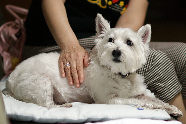 ペットが原因の損耗は敷金償却の対象となる？