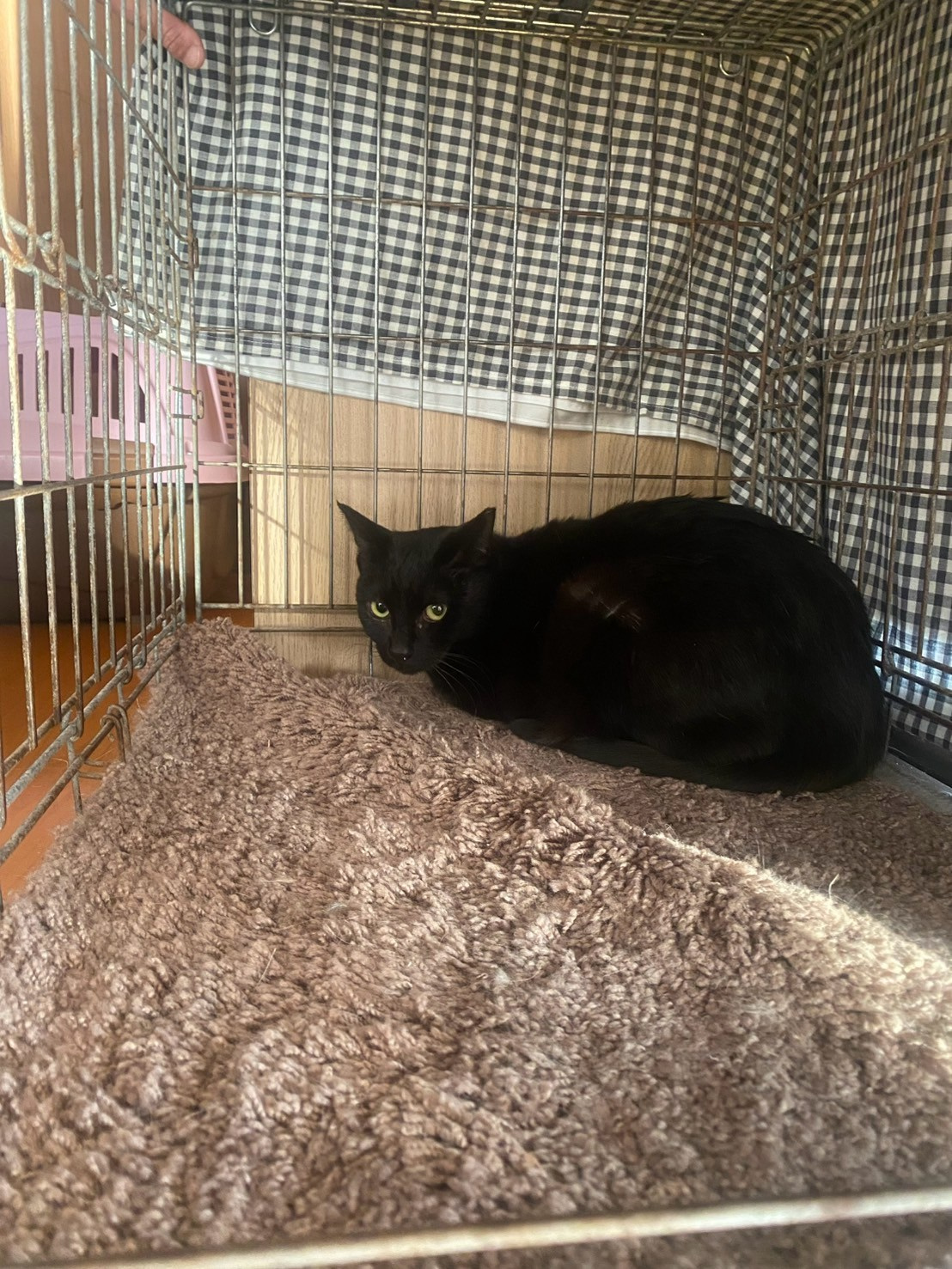 にゅーねこ登場！！！！の画像