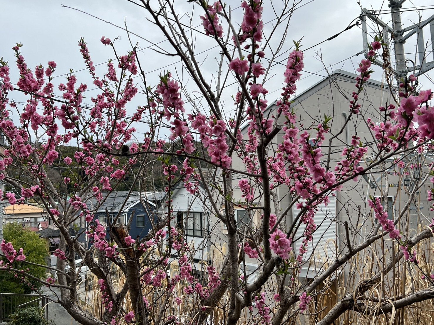 桃の花が咲きましたの画像