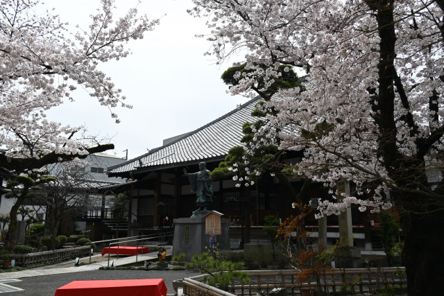 伏見区にある「墨染寺」の概要！さくらまつりについてもご紹介！