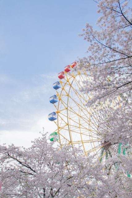 春の絶景を満喫の画像