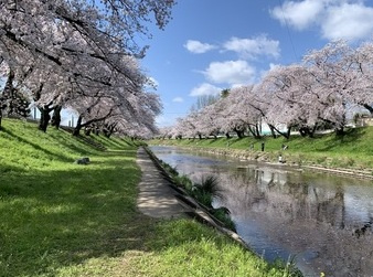 各務原市　桜まつり　2025の画像