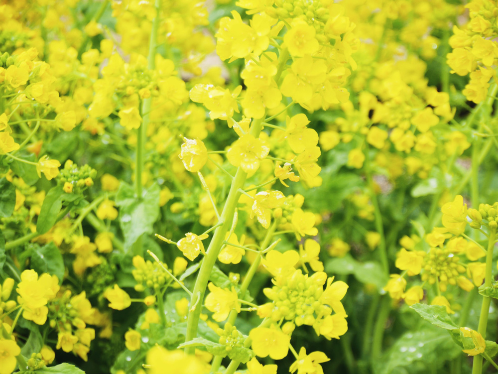 春のお花の画像