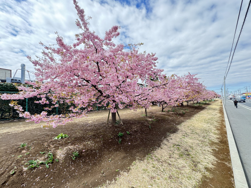 河津桜が綺麗です！の画像