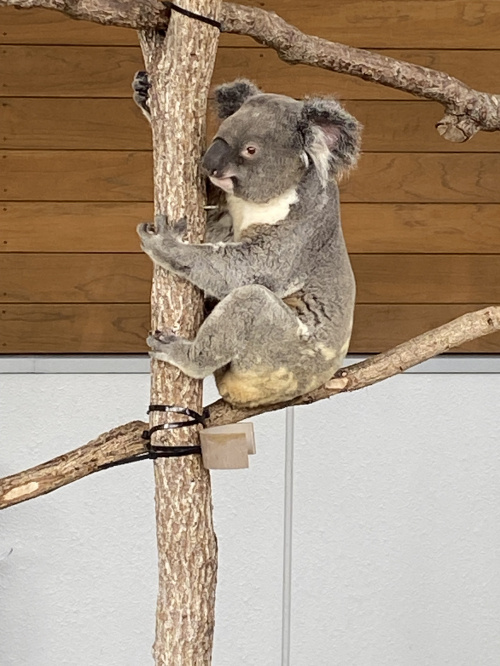 リースバックの注意点とは?基本知識をご紹介の画像
