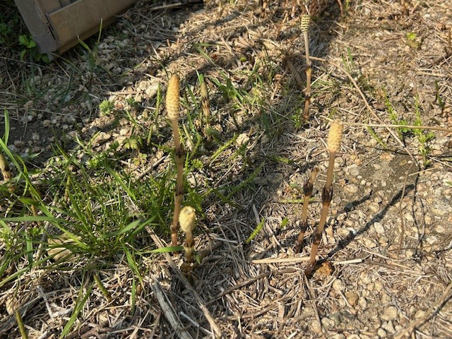 【愛西市不動産売却】ツクシの画像