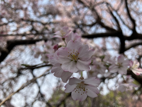 (株)メイワ・エステート