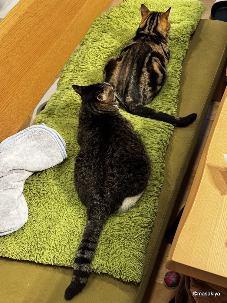 春の画像