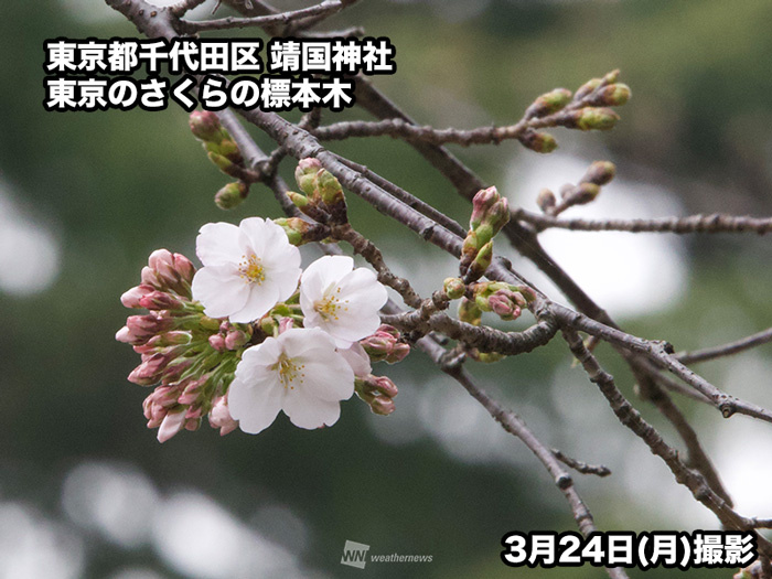 桜の季節！！の画像