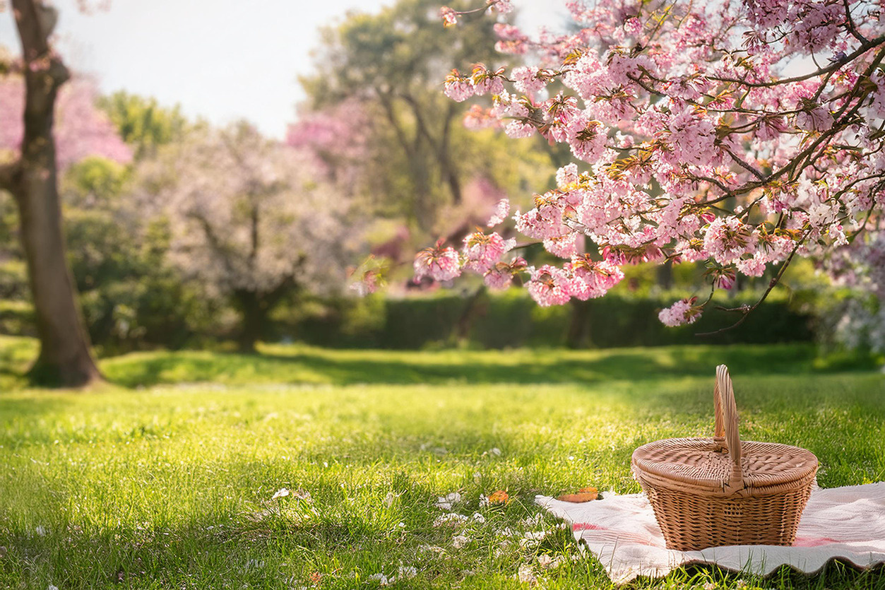 出雲の花見はどこが人気スポットか？春の名所をご紹介の画像