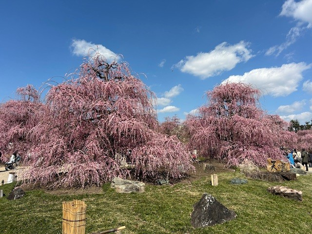 【愛西市不動産売却】見ごろの画像