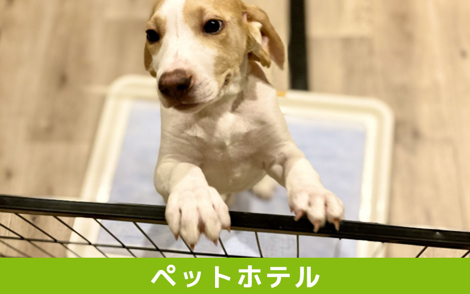 軽井沢町にある中軽井沢どうぶつ病院のペットホテル