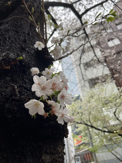【周辺まち情報】さくら通りの画像