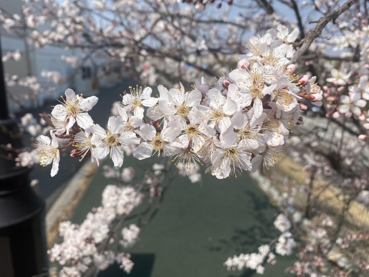 桜が咲きだしましたの画像