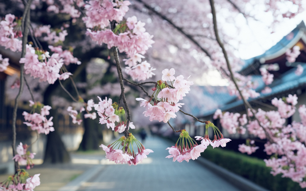 東京の桜名所でお花見を楽しむには？穴場スポットをご紹介の画像