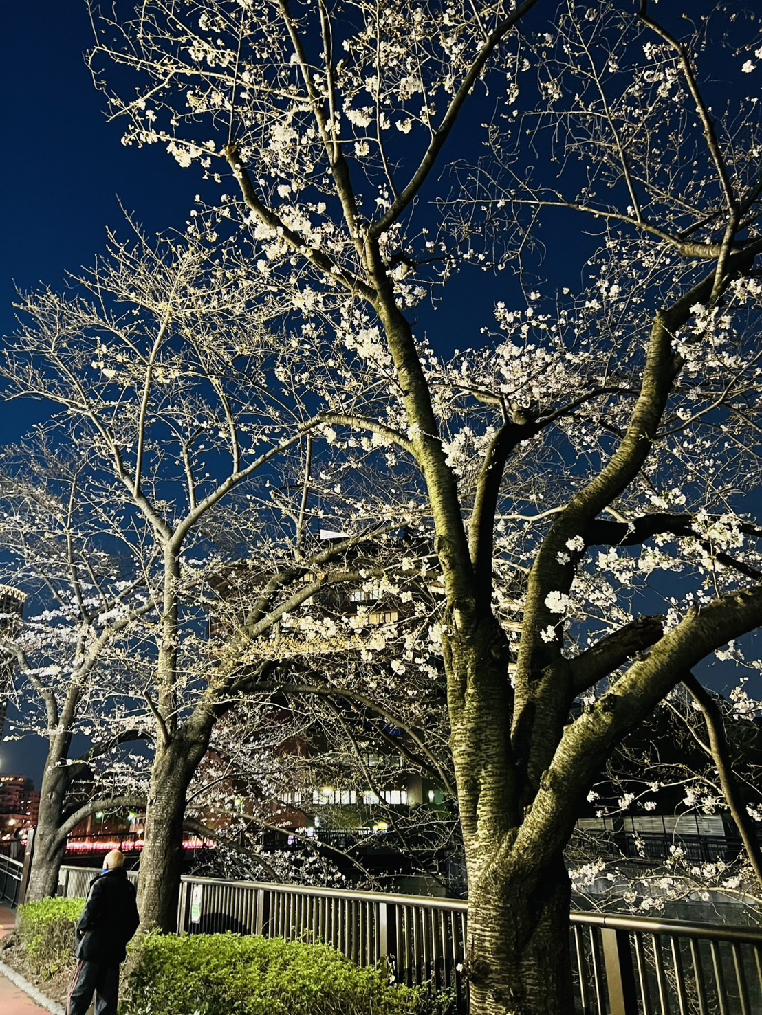 咲き始めのお花見の画像
