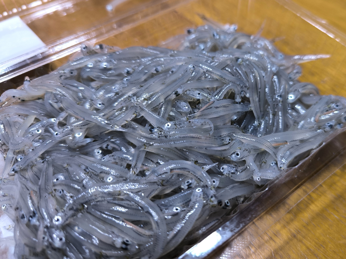 生シラスを買いに!(2025.3.28)の画像