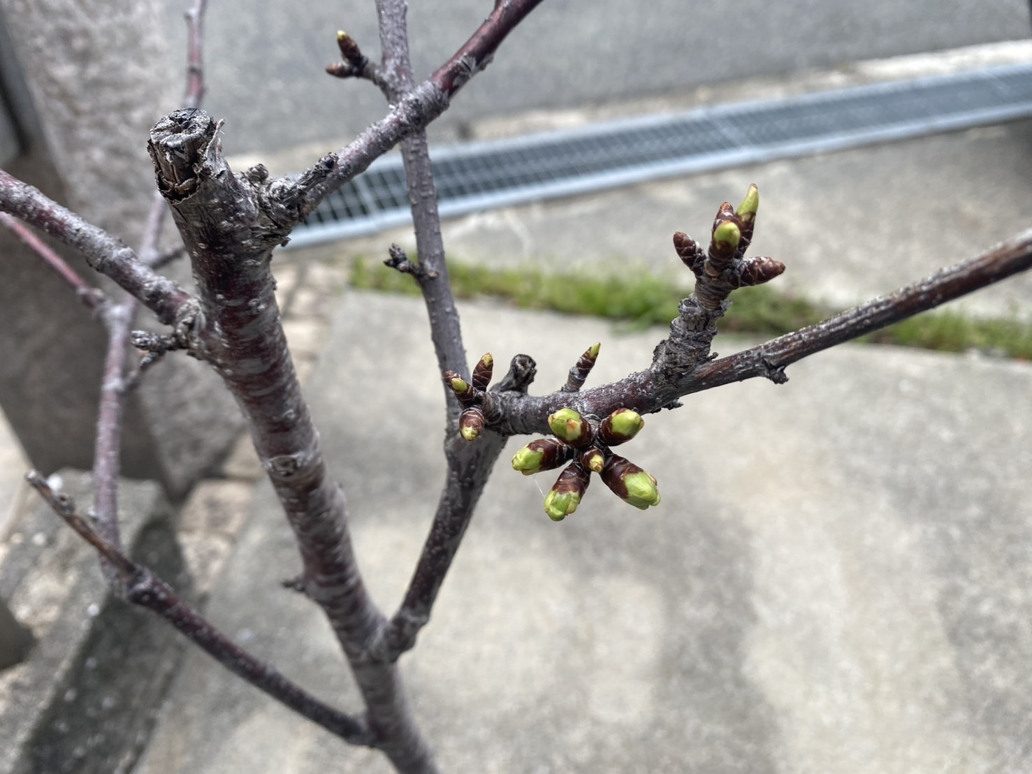 家のサクランボもツボミがパンパンになってきましたの画像