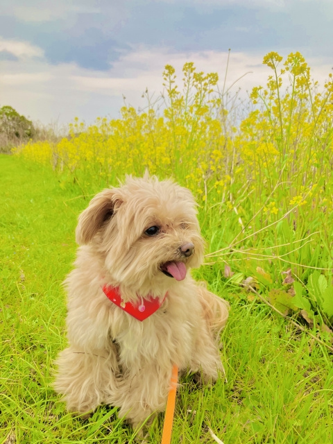 これから生えてくる雑草対策の画像