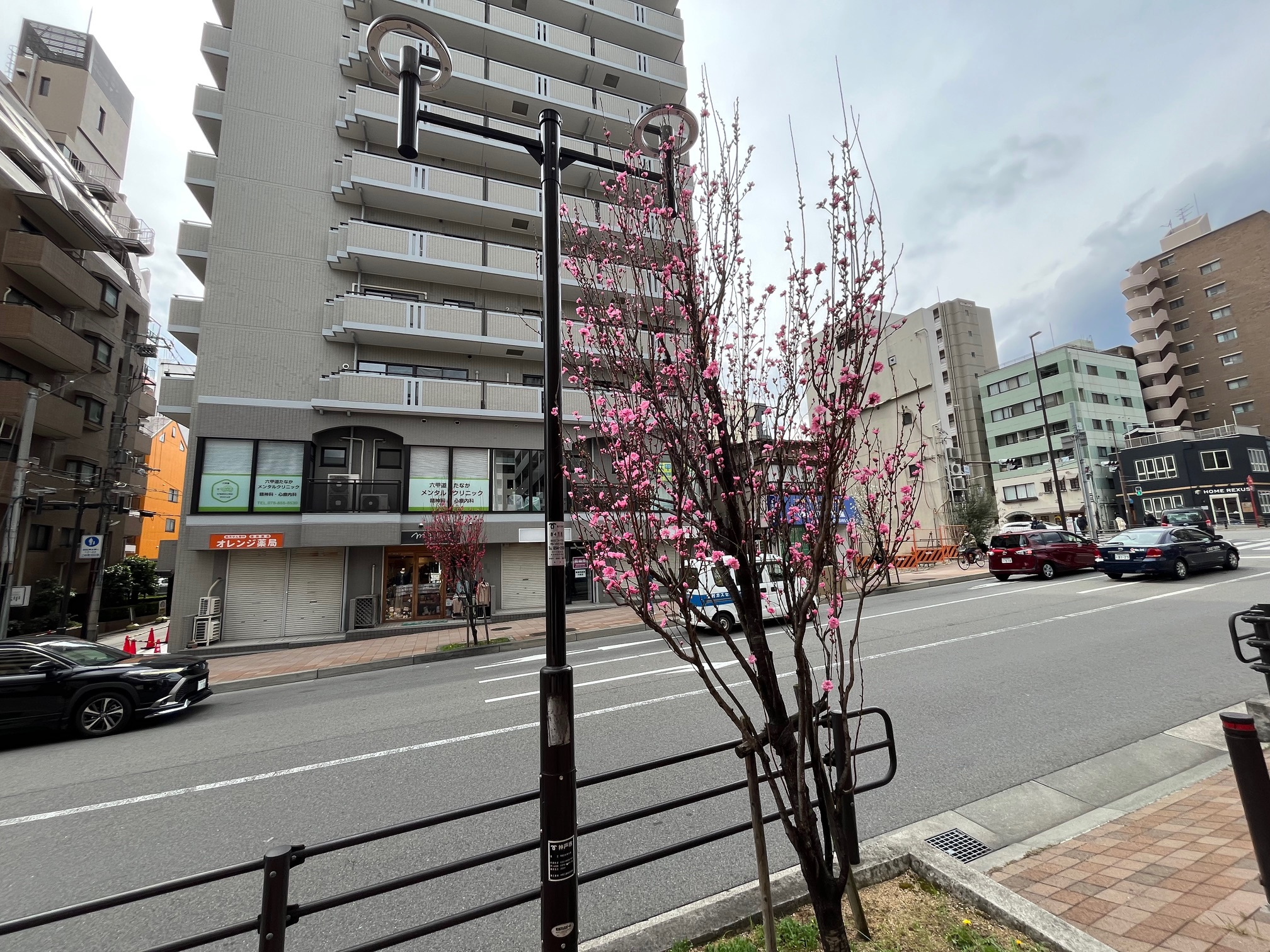 花桃（ハナモモ）がお店の前に咲いていますの画像