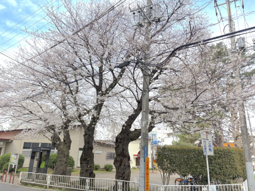 春と桜の画像