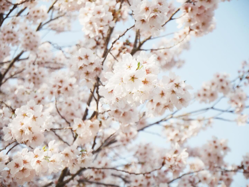 早咲きの桜の画像