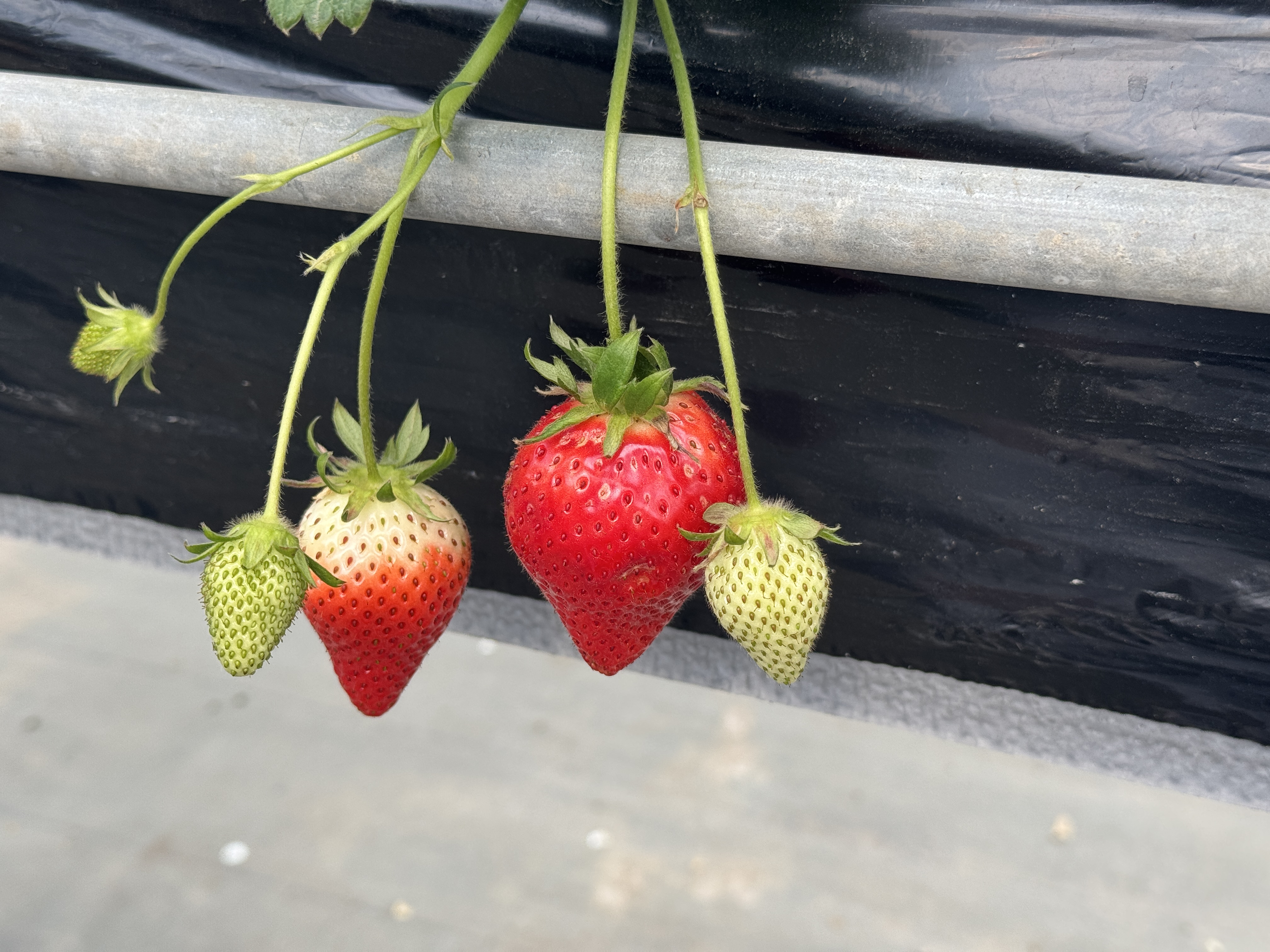 いちご狩りの画像