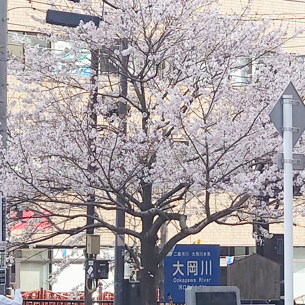 恒例とはいえの画像