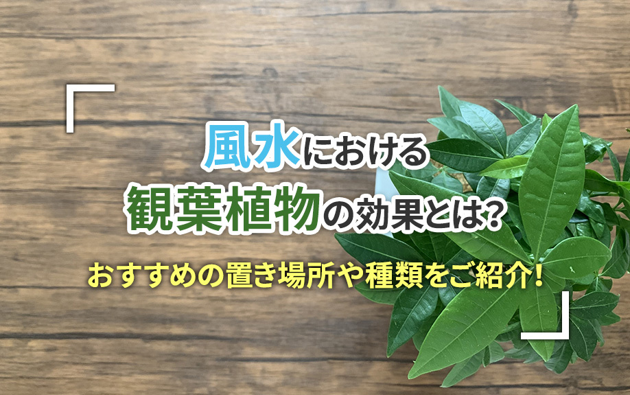 風水における観葉植物の効果とは？おすすめの置き場所や種類をご紹介！