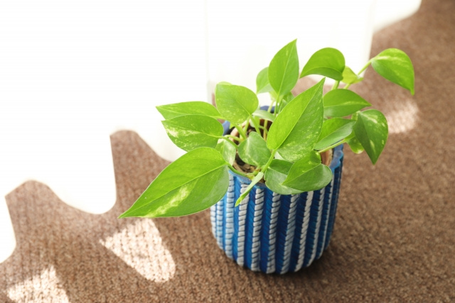 風水における観葉植物の効果とは